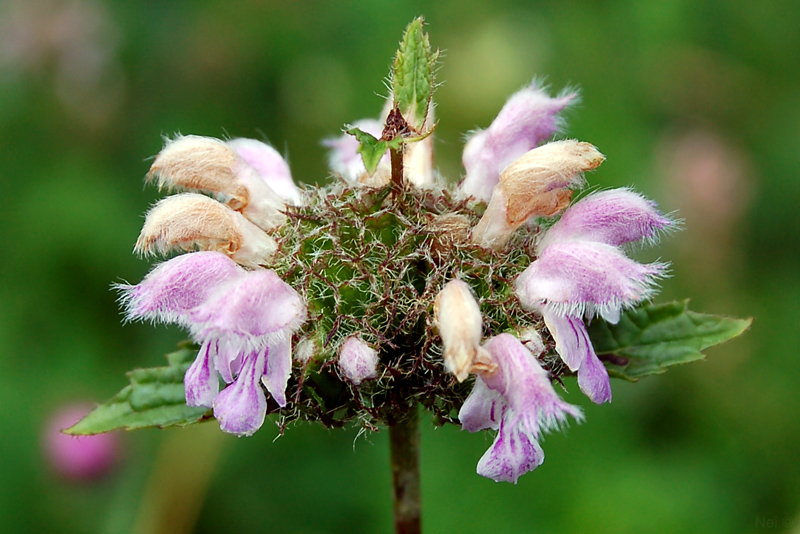 Изображение особи Phlomoides tuberosa.