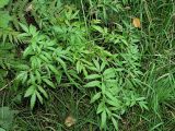 Cicuta virosa. Растение на берегу лесного ручья. Ленинградская обл., август.