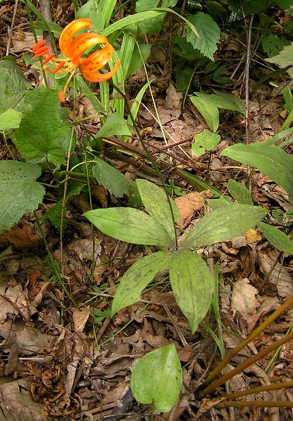 Изображение особи Lilium distichum.