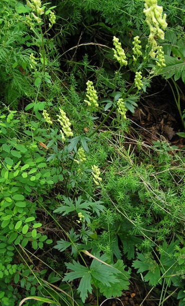 Изображение особи Aconitum kirinense.