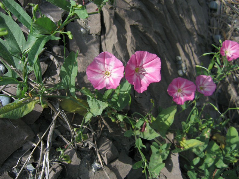 Изображение особи Convolvulus chinensis.