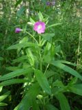 Epilobium hirsutum