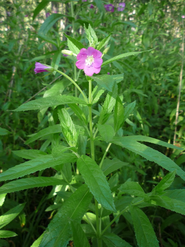 Image of Epilobium hirsutum specimen.