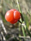 Ephedra distachya