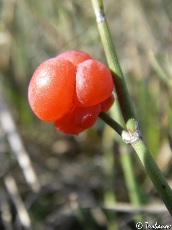 Изображение особи Ephedra distachya.