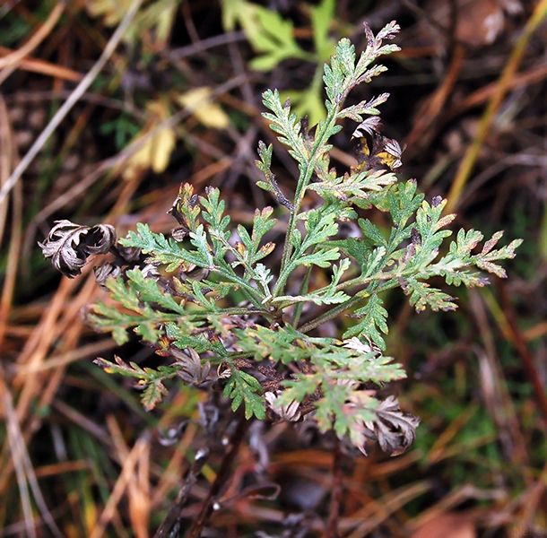 Изображение особи Artemisia gmelinii.