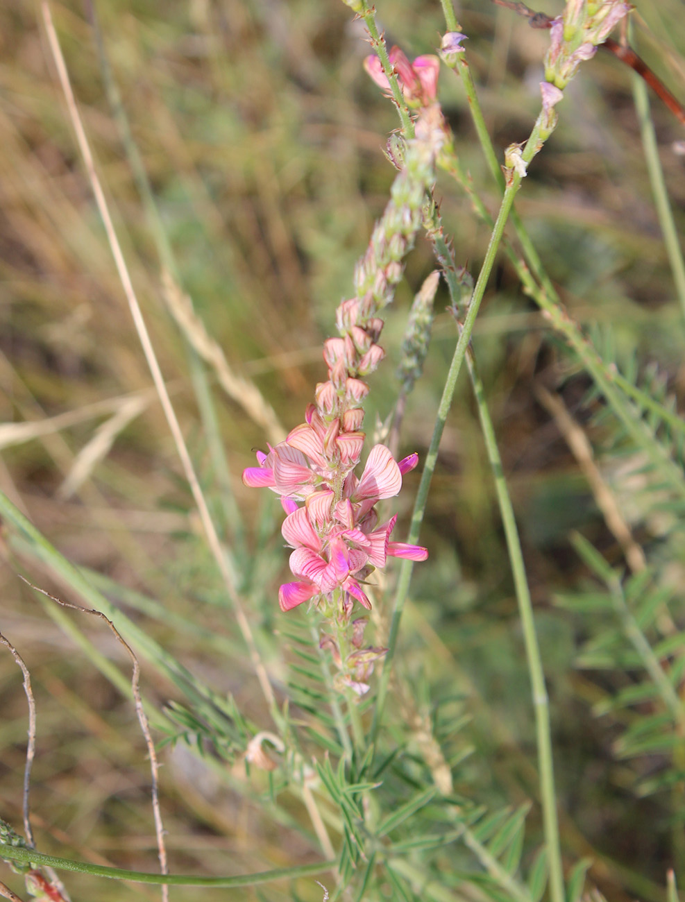 Изображение особи Onobrychis sibirica.