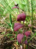 Andromeda polifolia