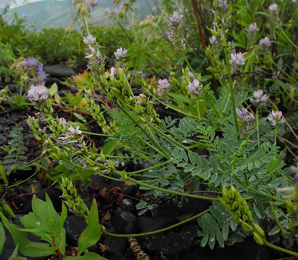 Изображение особи Astragalus rytyensis.