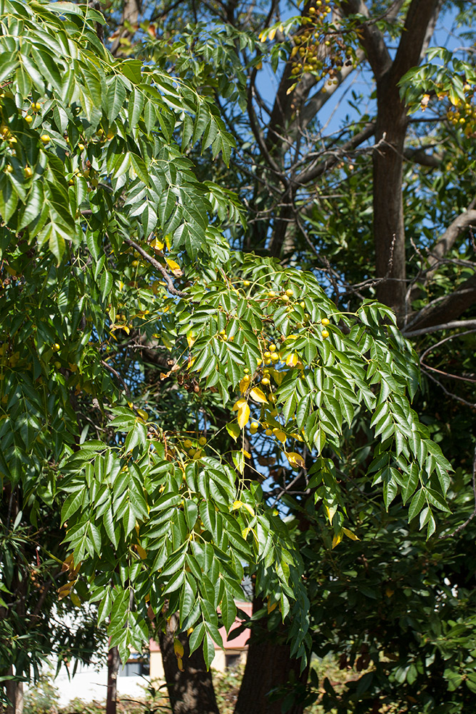 Image of Melia azedarach specimen.