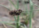 Carex melananthiformis. Соцветие. Хакасия, окр. с. Аршаново, барханные пески. 23.05.2015.