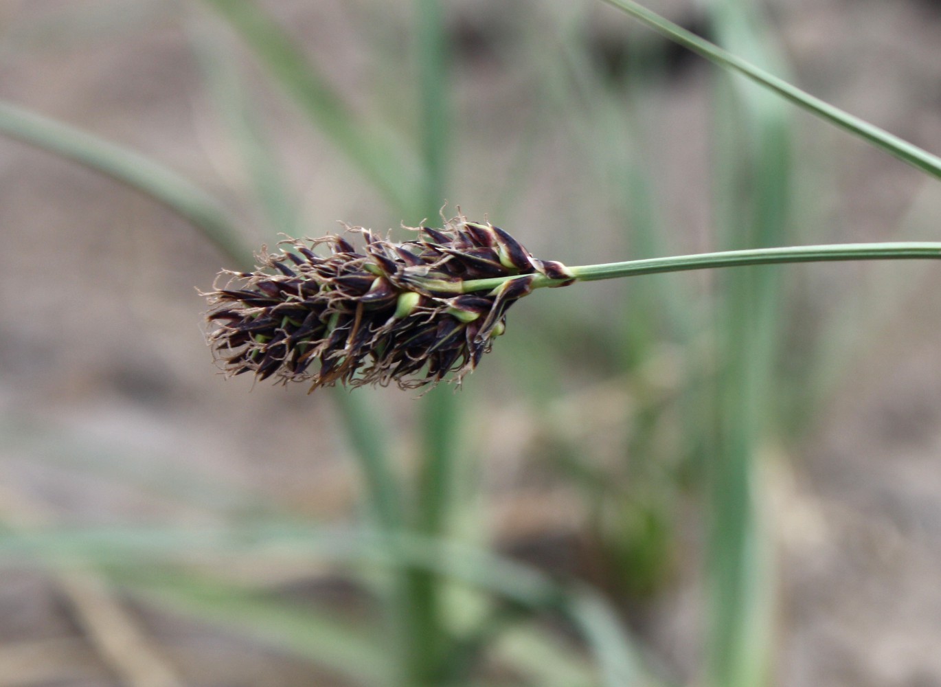 Изображение особи Carex melananthiformis.