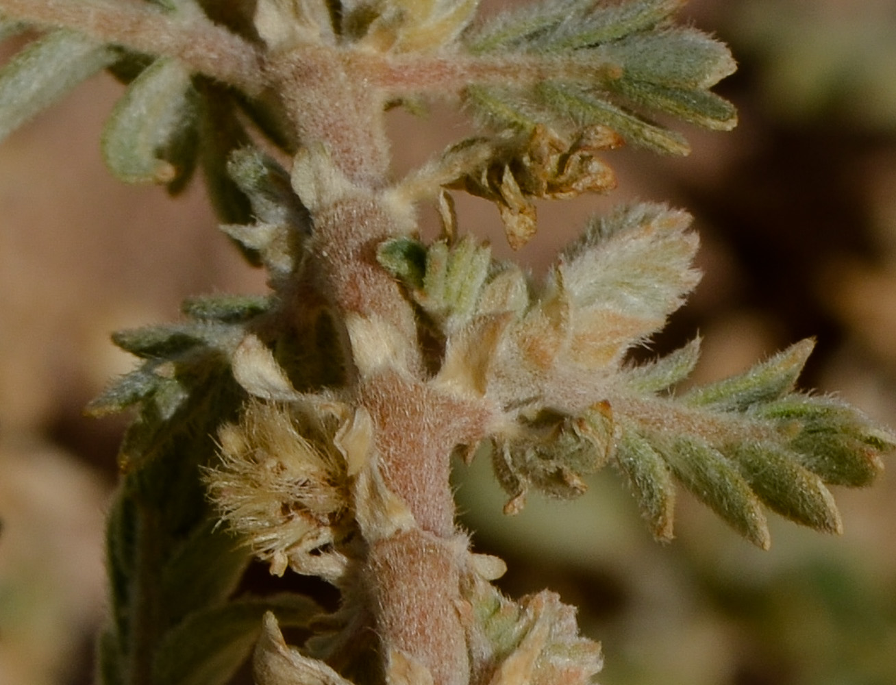 Image of Tribulus macropterus specimen.
