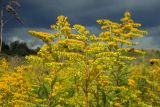 Solidago gigantea. Верхушки цветущих растений. Новгородская обл., Боровичский р-н, ок. 1 км восточнее дер. Сушани, луг недалеко от р. Вельгия. 29.08.2015.