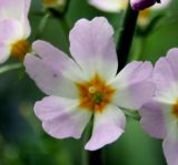 Hottonia palustris