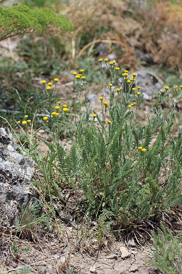 Image of Tanacetum turlanicum specimen.