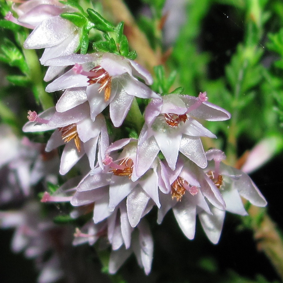 Image of Calluna vulgaris specimen.