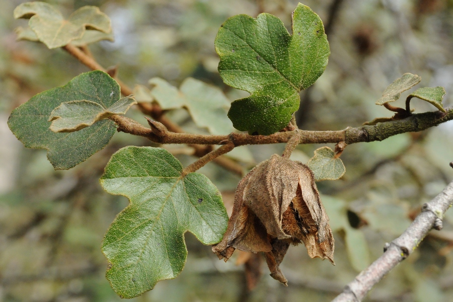 Image of Fremontodendron californicum specimen.