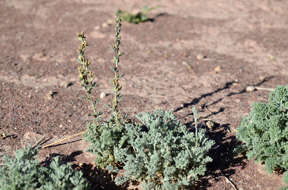 Изображение особи род Artemisia.
