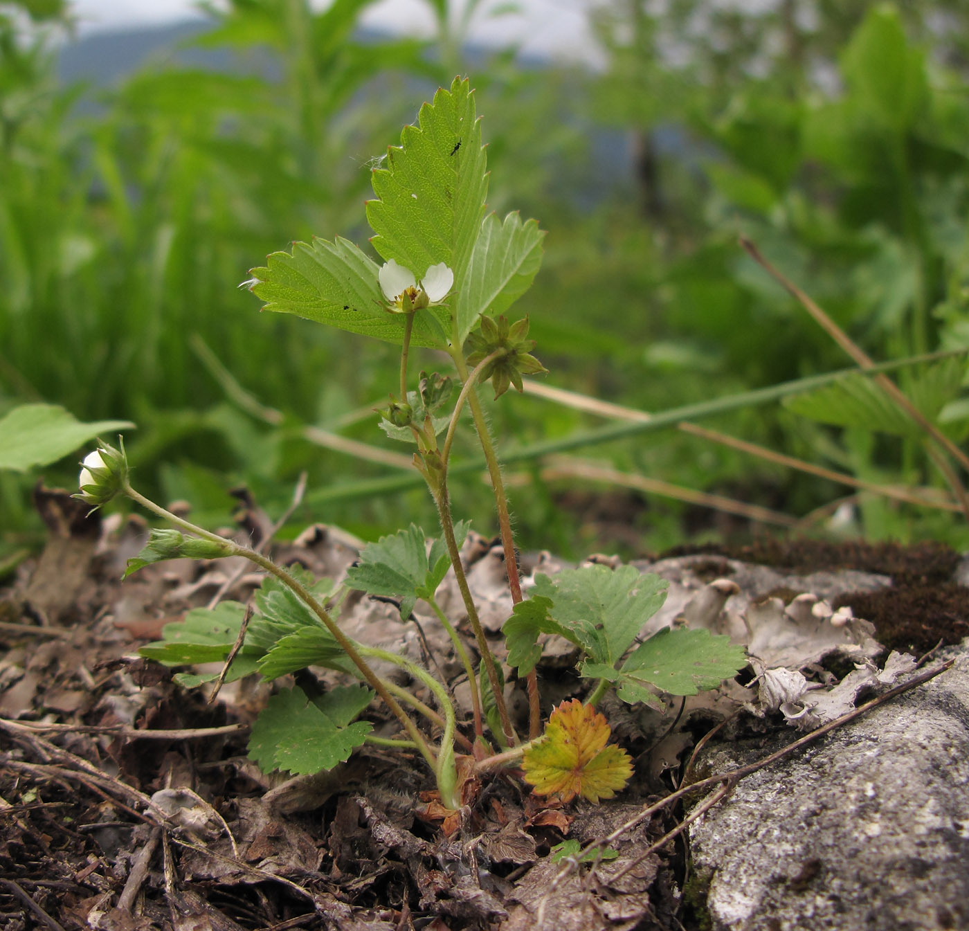 Изображение особи Fragaria vesca.