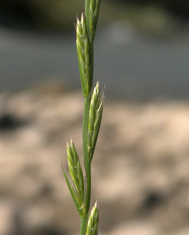 Image of Lolium rigidum specimen.