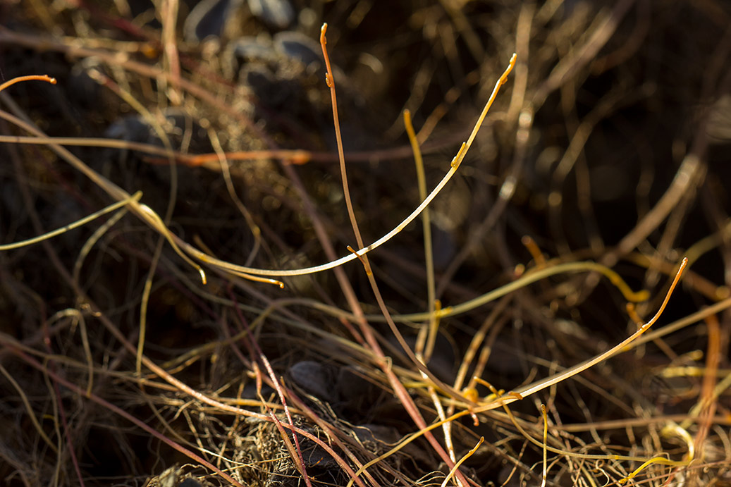 Image of Cuscuta palaestina specimen.