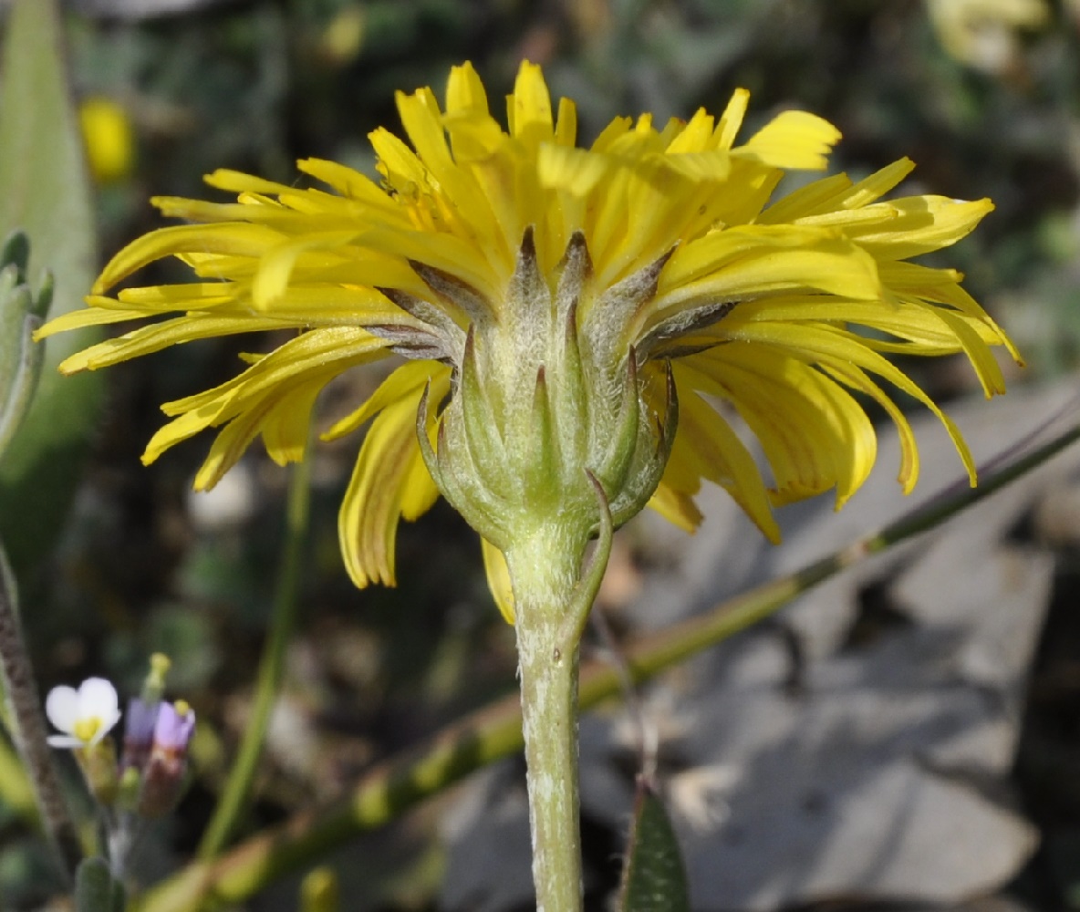 Изображение особи Crepis vesicaria ssp. taraxacifolia.