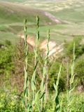 Turritis glabra