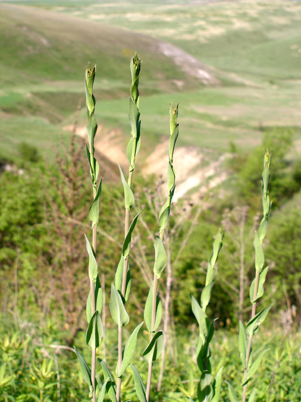 Image of Turritis glabra specimen.