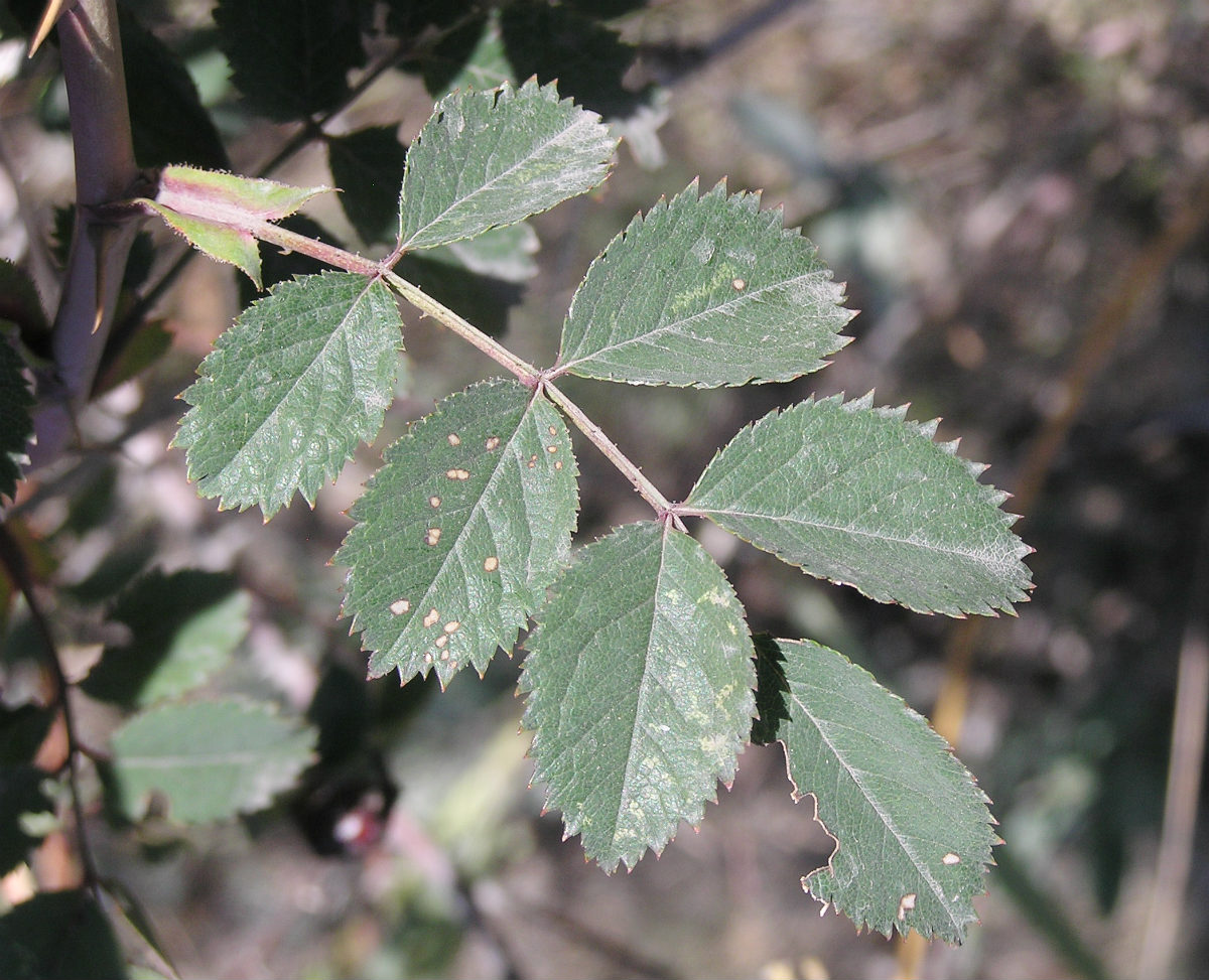 Image of genus Rosa specimen.