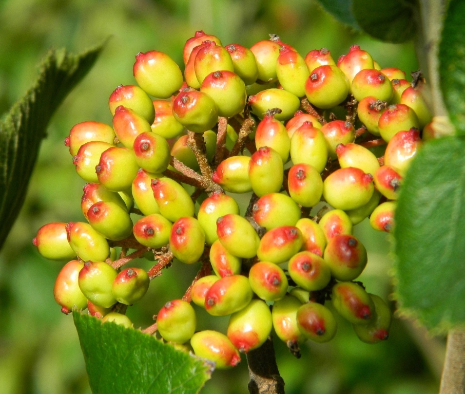 Image of Viburnum lantana specimen.