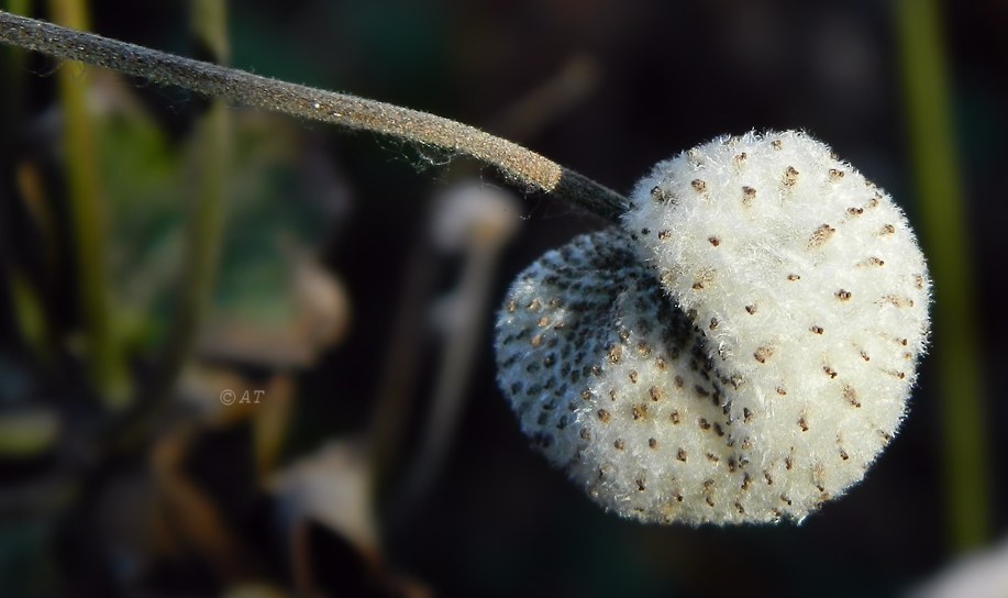 Image of Anemone hupehensis specimen.