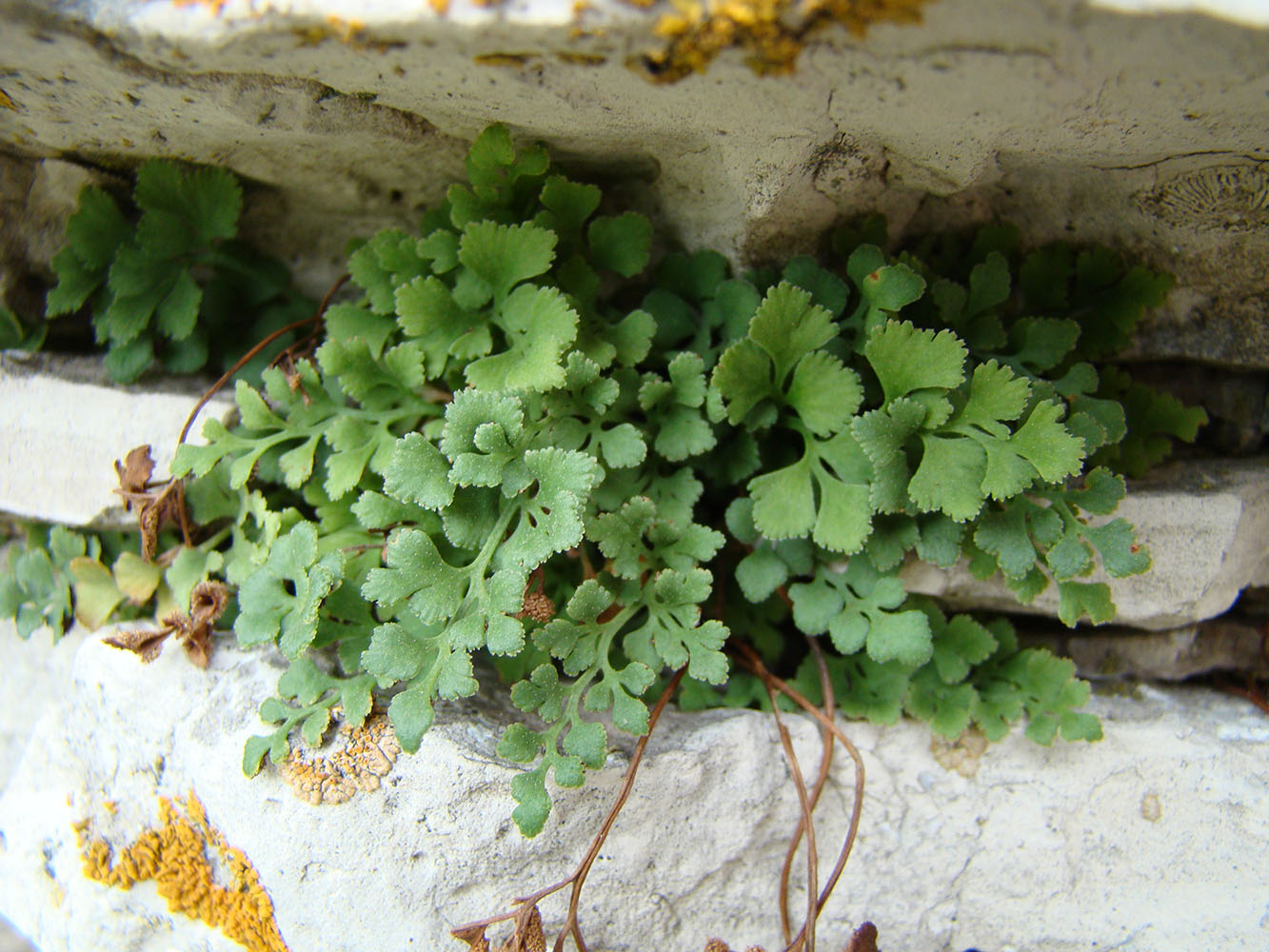 Изображение особи Asplenium ruta-muraria.