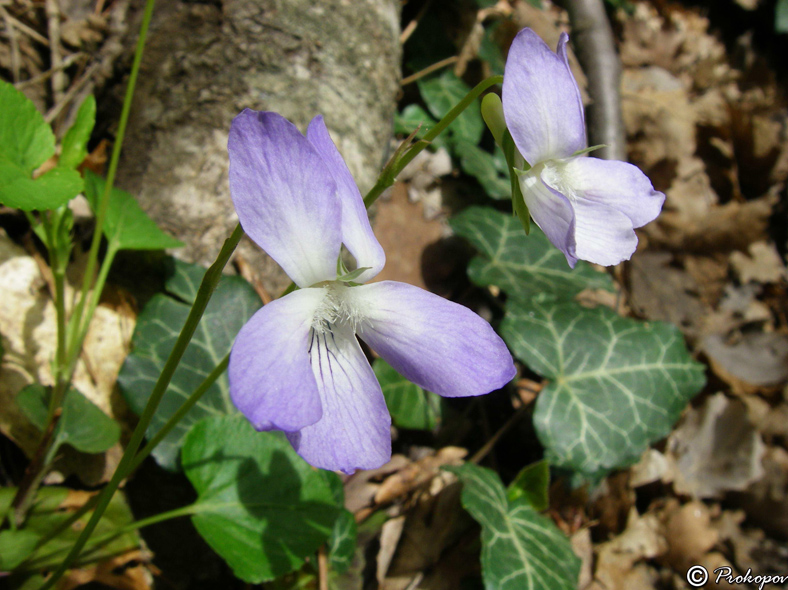 Изображение особи Viola sieheana.