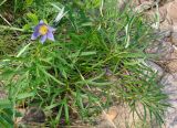 Pulsatilla angustifolia