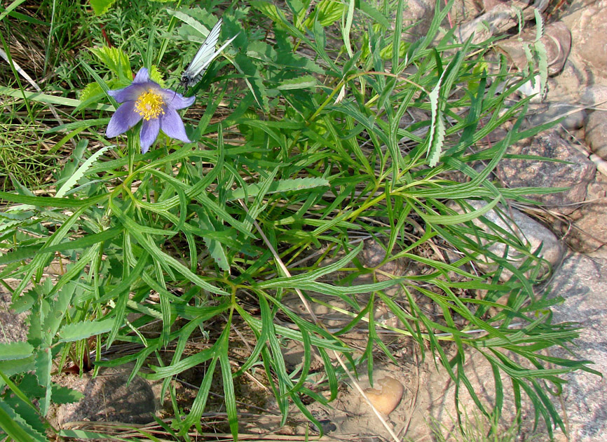 Изображение особи Pulsatilla angustifolia.