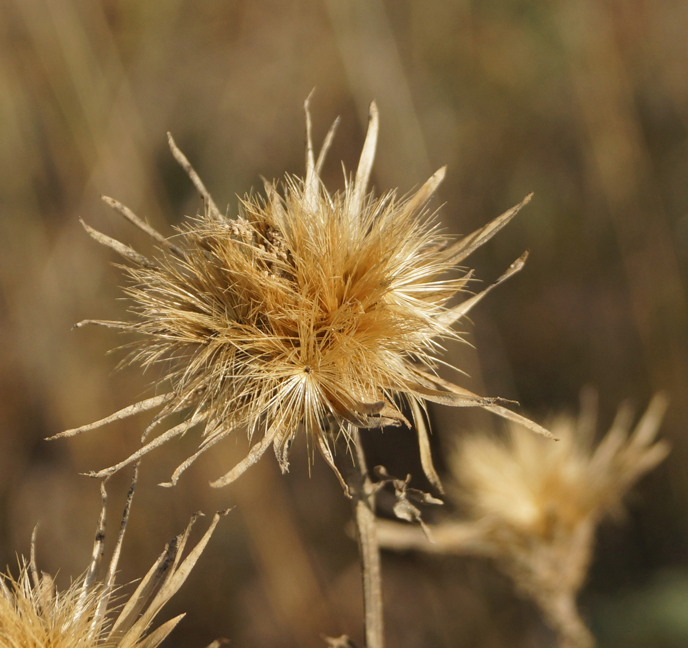 Изображение особи Serratula coronata.