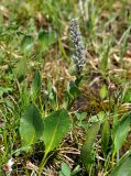 Lagotis integrifolia