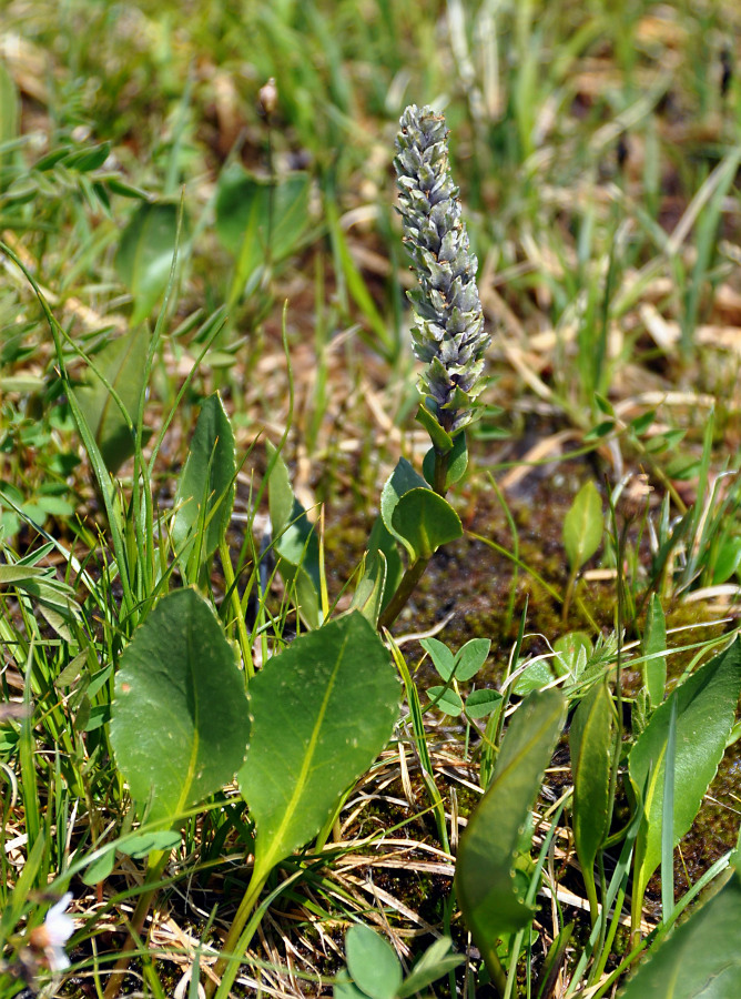 Изображение особи Lagotis integrifolia.