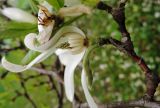 Magnolia × loebneri. Отцветающий цветок. Латвия, Рига, Ботанический сад Латвийского университета, экспозиция магнолий (участок 1). 05.05.2015.