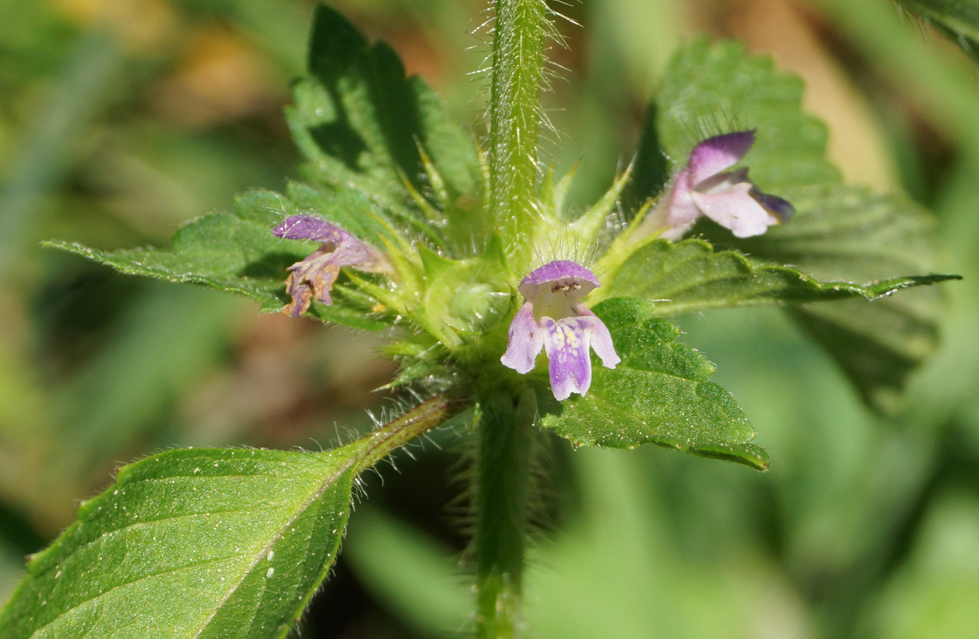 Изображение особи Galeopsis bifida.