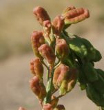 Reseda lutea