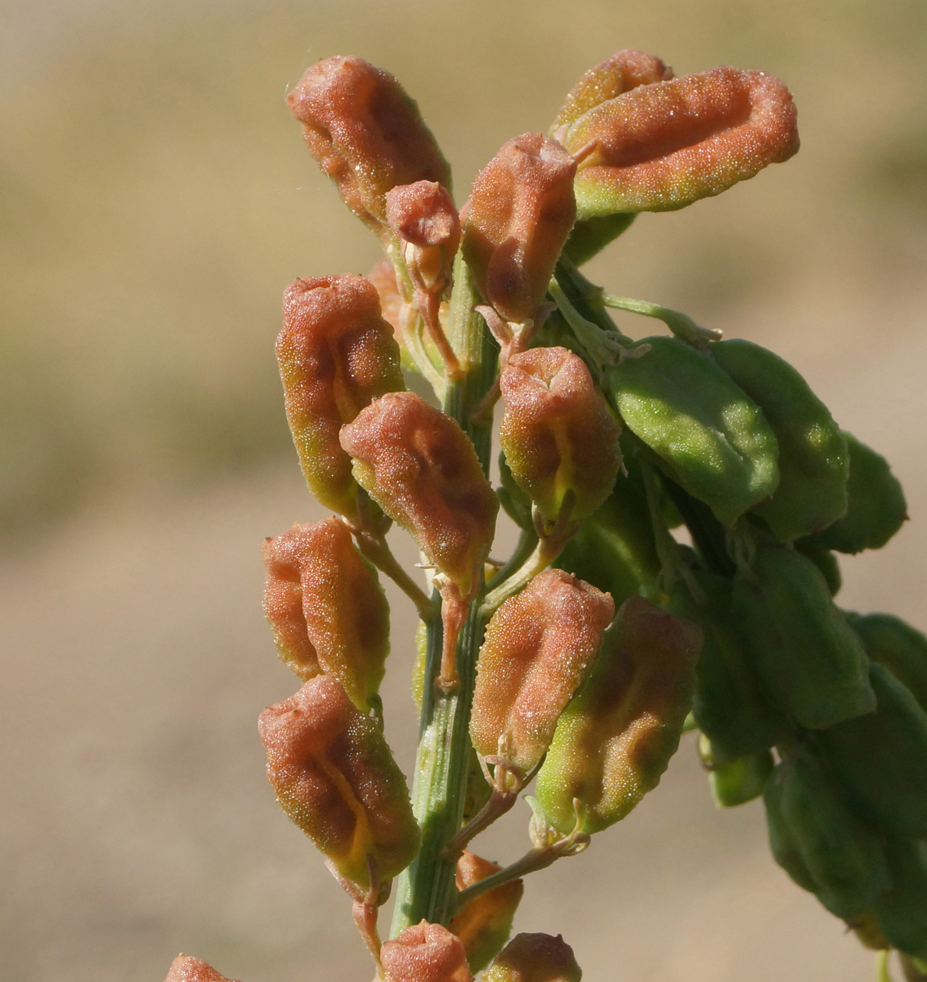 Изображение особи Reseda lutea.