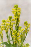 Barbarea stricta