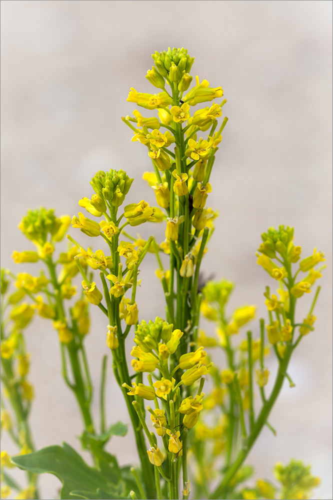 Изображение особи Barbarea stricta.