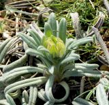 Onosma taurica