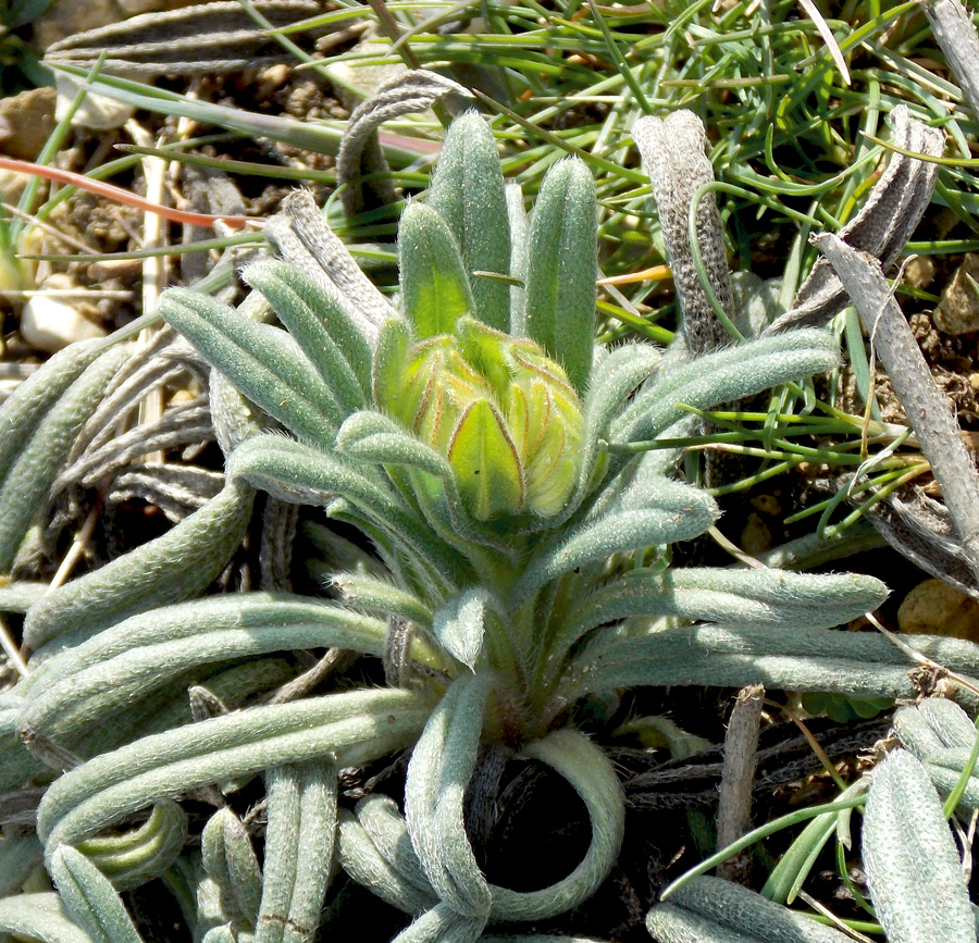 Image of Onosma taurica specimen.