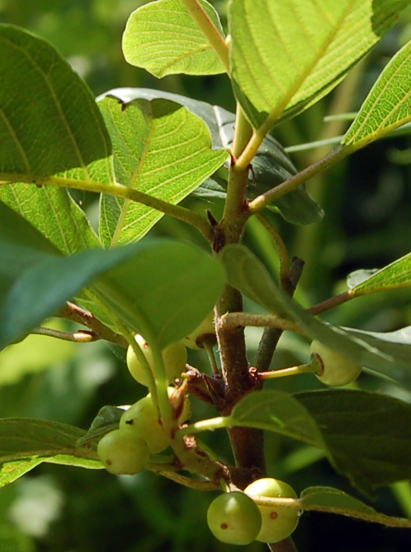 Image of Frangula alnus specimen.