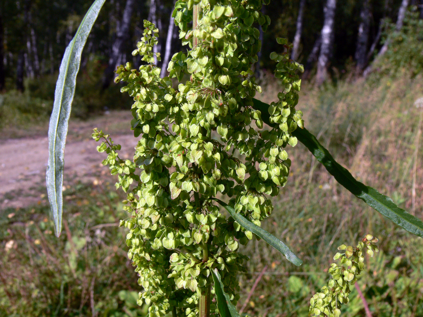 Image of Rumex pseudonatronatus specimen.