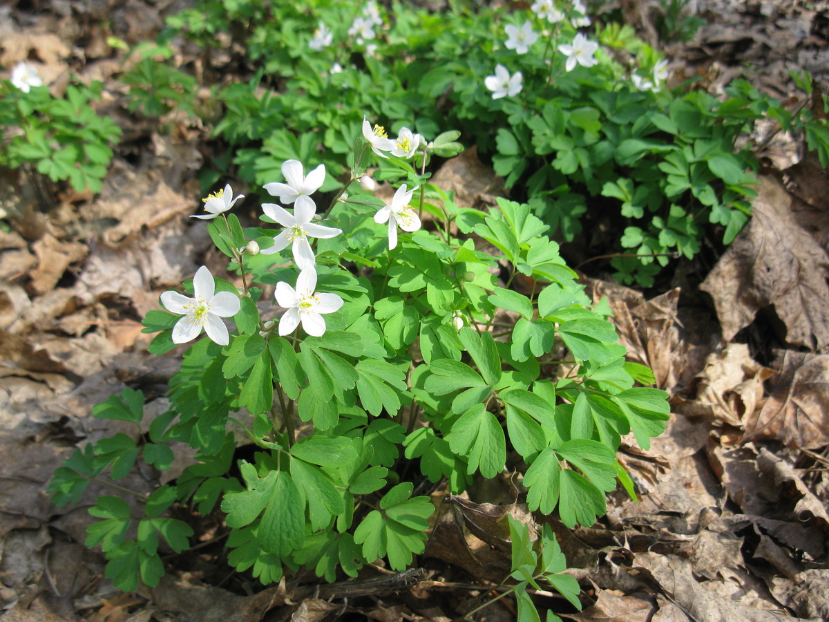 Изображение особи Isopyrum thalictroides.